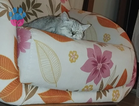 Kedimize eş arıyorum