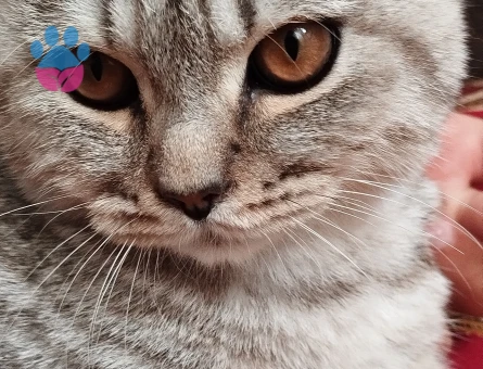 Kedimize eş arıyorum