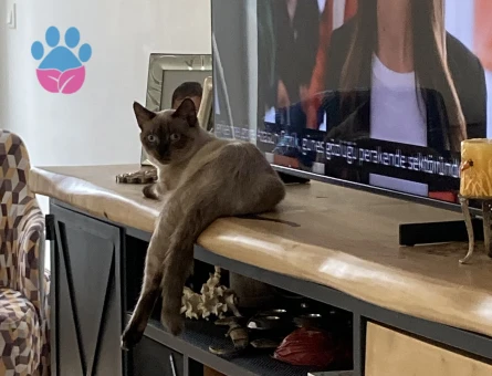 Siyam cinsi oğlum Teo’ya eş arıyorum