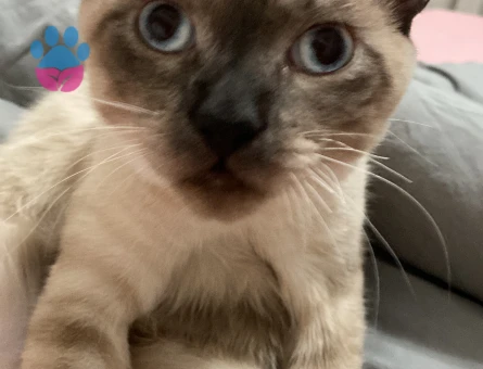 Siyam cinsi oğlum Teo’ya eş arıyorum