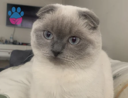 Scottish Fold 1 Yaşında Eş Arıyoruz