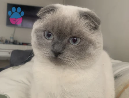 Scottish Fold 1 Yaşında Eş Arıyoruz