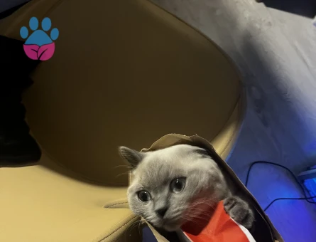 Yakışıklı mavi gözlü oğluma eş arıyorum