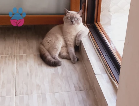 British Shorthair Tatlı kızıma eş arıyorum