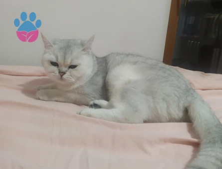 British Shorthair Pamuğa Eş Arıyorum
