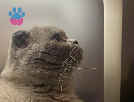 Scottish 2 Yaşında Oğluma Dişi British Arıyoruz