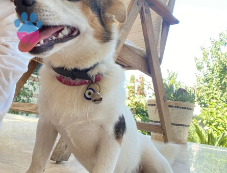 Disi Jack russel kopegim icin erkek jack russel ariyorum