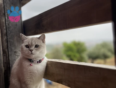 British Shorthair 10 Aylık Kedime Eş Arıyorum