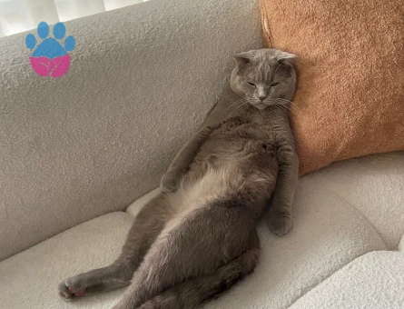 Scotish kedime dişi british eş arıyorum