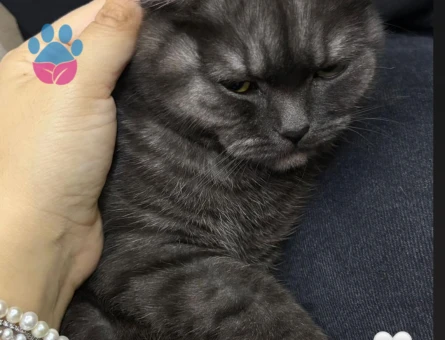 Zeytin için eş arıyoruz