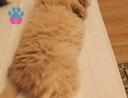 golden british longhair dişi