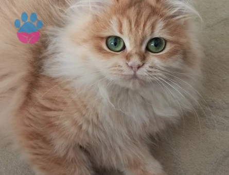 golden british longhair dişi