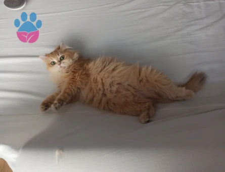 golden british longhair dişi