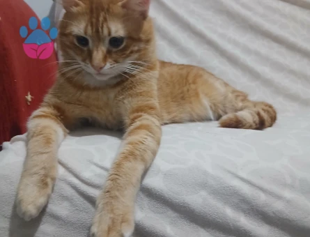 1 yaşındaki erkek sarmanımıza eş arıyoruz