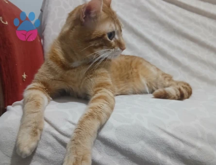 1 yaşındaki erkek sarmanımıza eş arıyoruz