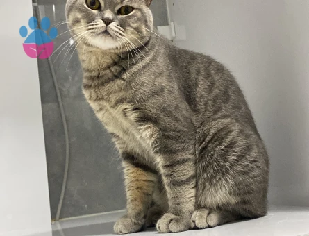 Yakışıklı Oğlumuza Eş Arıyoruz