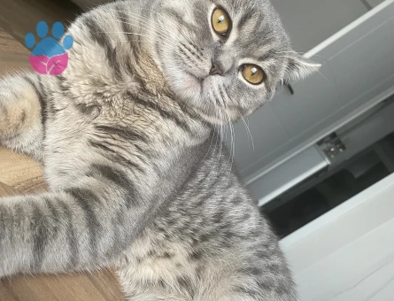 Yakışıklı Oğlumuza Eş Arıyoruz