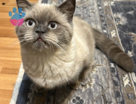 Blue point dişi kesime eş arıyorum