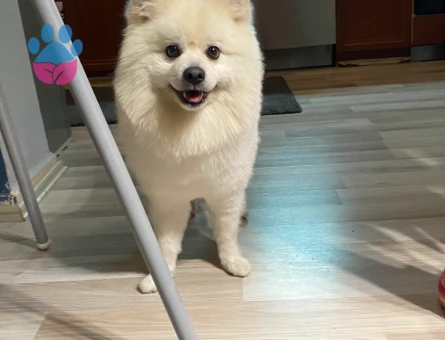 Dipsy Eşini Arıyor