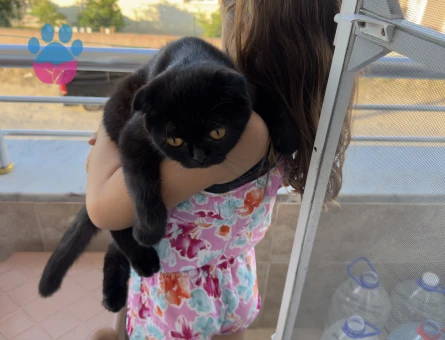 Scottish Fold 1 Yaşında Eş Arıyor