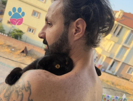 Scottish Fold 1 Yaşında Eş Arıyor