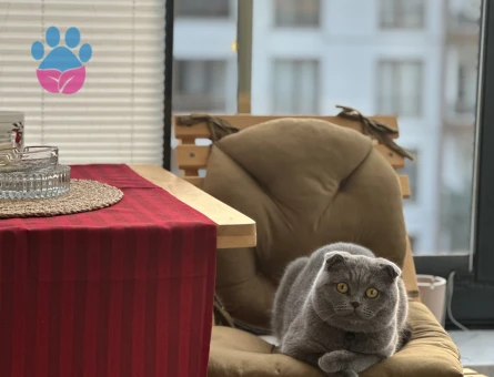 scottish Kedime eş arıyorum