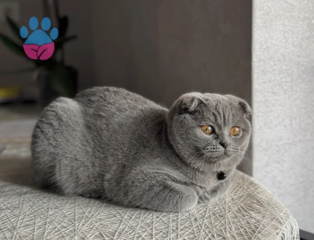 scottish Kedime eş arıyorum