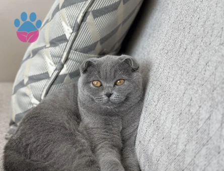 scottish Kedime eş arıyorum