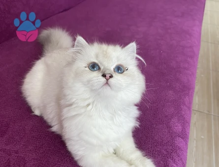 Scotish 8 aylık kedimi çiftleştirmek istiyorum