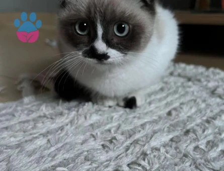 Scottish Fold 1,5 Yaşnda Eş Arıyor