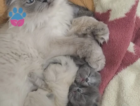 Brtitish Shorthair Prenses lia Eş Arıyor