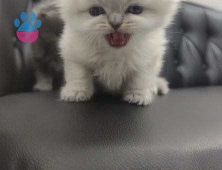 Brtitish Shorthair Prenses lia Eş Arıyor