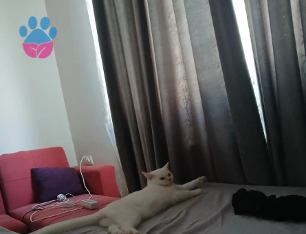 Erkek British Shorthair 11 aylık