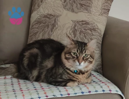 Tekir, main coon kırması