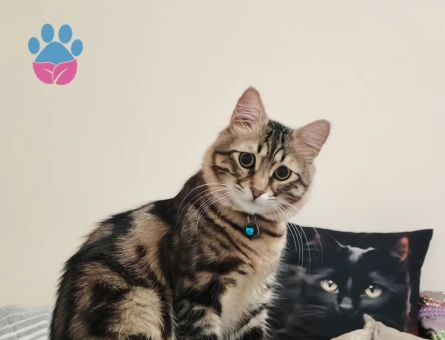 Tekir, main coon kırması