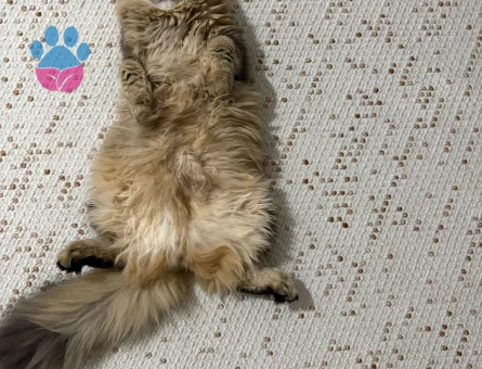 Chincilla Oğluma eş arıyorum