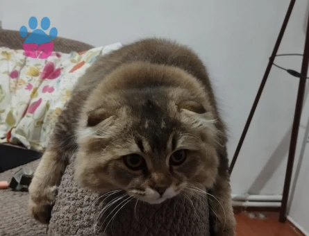 Chincilla Oğluma eş arıyorum