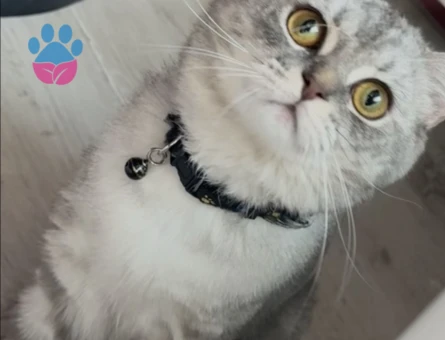British Shorthair Tospik Eş Arıyor