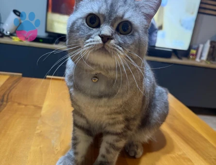British Shorthair Tospik Eş Arıyor