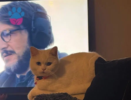 Dişi beyaz british 1 yaş  güzel kedime eş arıyorum