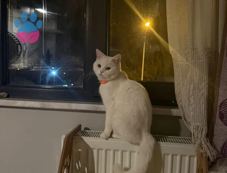 Dişi beyaz british 1 yaş  güzel kedime eş arıyorum
