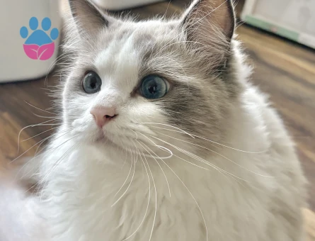 Ragdoll Oğlumuza Eş Arıyoruz