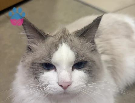 Ragdoll Oğlumuza Eş Arıyoruz