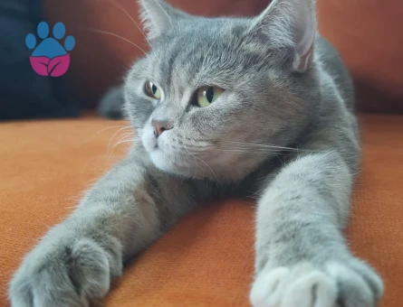 British Shorthair Pera için Eş Aranıyor