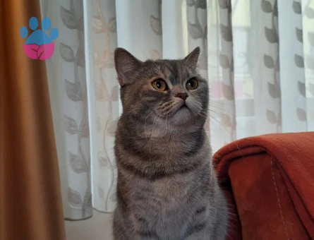 British Shorthair Pera için Eş Aranıyor