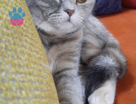 British Shorthair Pera için Eş Aranıyor