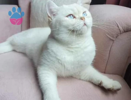 British Shorthair Bulut Bey'e Eş Arıyoruz