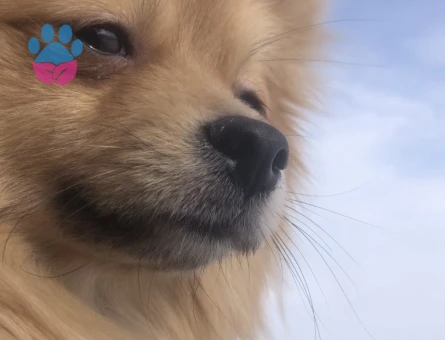 Safkan Pomeranian Boo Oğlum Eş Arıyor