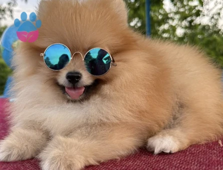 Safkan Pomeranian Boo Oğlum Eş Arıyor