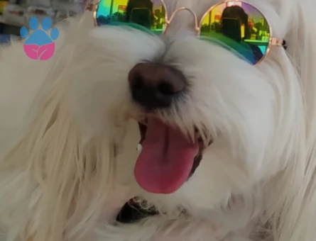 Maltese Terrier Oğlum Alex Eş Arıyor